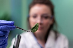 Biochemist scientist woman holding leaf sample analyzing genetically modified organic plants during biochemistry medical experiment in microbiology laboratory. Botanist doctor looking at gmo plant