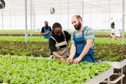 African american farmer and caucasian man doing quality control for bio lettuce crop happy with results in organic greenhouse farm. Diverse people inspecting green leaves for pests before harvesting