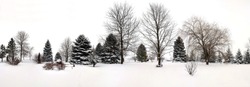 Wide panorama view of a row of evergreens and other trees, covered in fresh snow from a Winter storm. Peaceful, quiet open space in front and sky. Copy Space