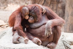 Mother orangutan with her cute baby at Khao Kheow open Zoo in Thailand.