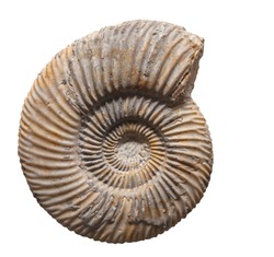 Ammonite fossil embedded in stone, spiral snail, real ancient petrified shell isolated on white 