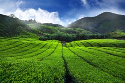 Amazing landscape view of tea plantation in sunset/sunrise time. Nature background with blue sky and foggy.