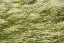 feather-grass