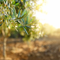 Olive trees garden, mediterranean olive field ready for harvest.