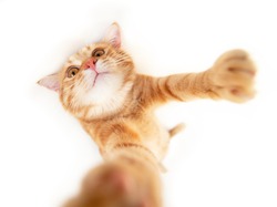 Portrait of tabby ginger cat makes selfie over white background. Adorable pet posing like he takes photos with smart phone. Cute domestic animal. Red cat photographs himself, natural light
