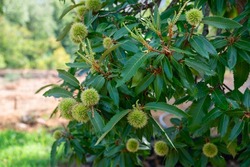 Chinese Chestnut Tree, branch with ripe fruits, harvest in the garden