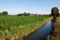 Field of growing corn and river. Vivid green leaves closeup, beautiful natural background. Important food grains