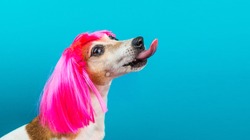 Funny dog side profile in pink wig on blue background licking. Stylish kitsch teenager hair style. Adorable pet Jack Russell terrier tongue out looking up. Fashionable mood 