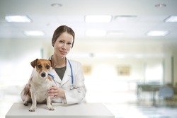 Beautiful Smiling Young Doctor Sitting at table Vet Clinic Examines Dog. Interior of a modern light Veterinary Hospital 