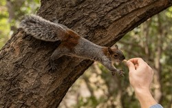 squirrel stretches from tree branch for treat. Man's hand gives seeds feeding animal. Mexican gray (red-bellied) squirrel. Adorable small animal reaching out for a seed. Help, trust and support