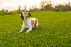 Dog with opened mouth (barking screaming, talking, complaining). NAtural  park background.