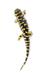 Tiger salamander (ambystoma tigrinum) isolated  on white background.