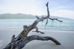 Dead tree on a beach at sunshine, Thailand