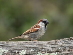 Male House Sparrow, Passer domesticus