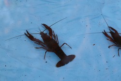 crawfish in a shallow pool