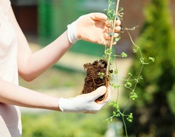 Gardeners hand planting flowers