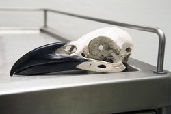 Raven skull on a medical table