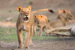 Female Lion (Panthera leo) snarl