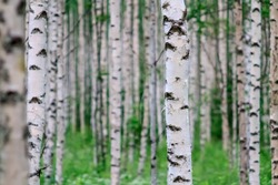 Close-up of a birch wood in summer in Finland