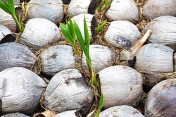 sprouting coconut