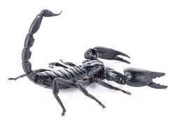 Scorpion isolated on white