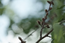 Aspen buds on a tree in spring, shallow focus