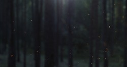 fire sparks slowly rise in front of blurred night forest, 4k prores footage