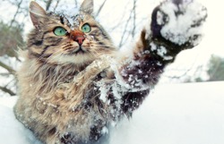 Cat playing with snow. Cat walking outdoors in snow in winter