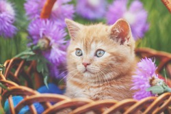 Cute little kitten with flowers outdoors. The kitten sits in a basket in a garden  in spring 