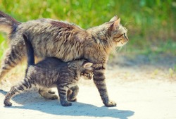 Mom cat walking with little kitten