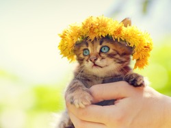 Cute little kitten crowned with a chaplet of dandelion in female hands