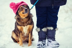 Dog wearing knitted hat with pompom walking with owner outdoor snowy in winter