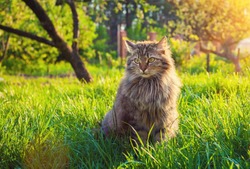 Siberian cat sitting in the garden on the grass at sunset