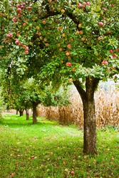 Apple trees in an orchard, with red apples ready for harvest