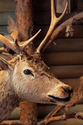 Brown stuffed deer with antlers looking at camera. Taxidermy of wild animals concept.