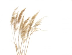 Dry reeds isolated on white background. Abstract dry  grass flowers, herbs.
