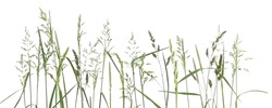 Common bent grasses wild meadow plants isolated on white background. Abstract fresh wild grass flowers, herbs.