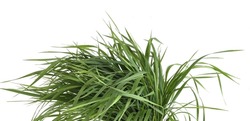 Bunch of green grass isolated on white background. Grass fed, fresh grass foliage.