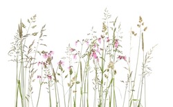 Bent grasses and wild meadow pink cornflowers isolated on white background. Abstract fresh wild grass flowers, herbs.