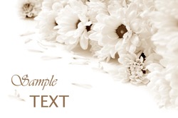 Soft focus sepia toned floral background with copy space.
