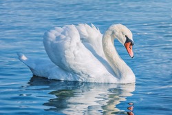 White Swan on the Lake