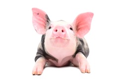 Portrait of a little cheerful pig, lying isolated on white background