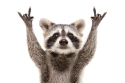 Portrait of a funny raccoon showing a rock gesture isolated on white background