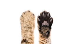 Paws of a cat Scottish Straight, closeup, top and bottom view, isolated on white background