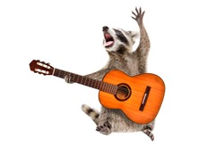 Funny singing raccoon with acoustic guitar isolated on white background