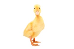 Little cute duckling standing isolated on white background