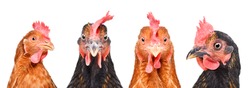Portrait of four hens, closeup, isolated on a white background