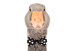 Portrait of a goose in a bow tie, isolated on white background
