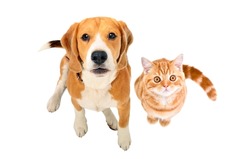 Cute Beagle dog and red kitten Scottish Straight sitting together, top view, isolated on white background
