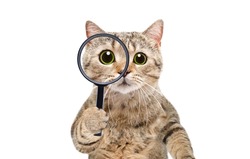 Portrait of a funny curious cat scottish straight looking through a magnifying glass isolated on a white background